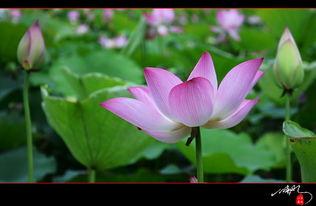 又见莲花,又见莲花的文化内涵与艺术再现